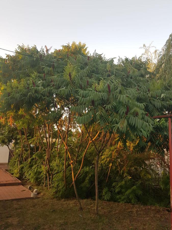 Vila Sura Razoare Segesvár Kültér fotó
